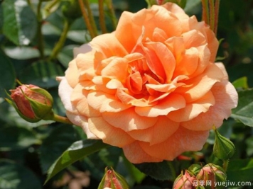 地平线月季(丹陶)