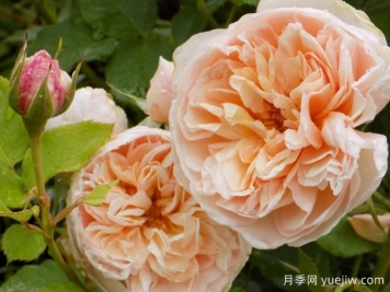 百丽浪漫月季/浪漫丽人月季