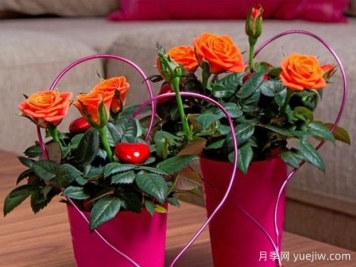 房车柯德娜月季/房车科德娜