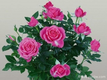 精灵柯德娜月季