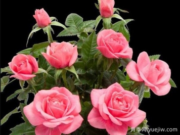 拉丽莎柯德娜月季/拉丽莎科德娜