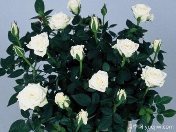 爱斯基摩柯德娜月季