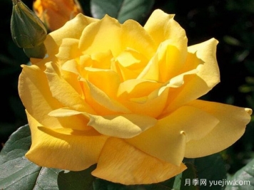 太平洋日落月季