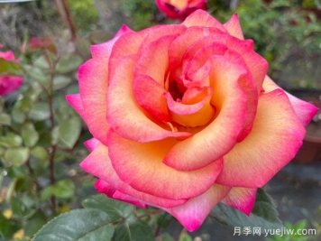 月季花既可食用又可药用