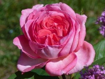 丽芙泰勒月季/普罗旺斯伯爵夫人