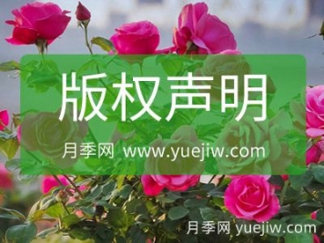 版权声明