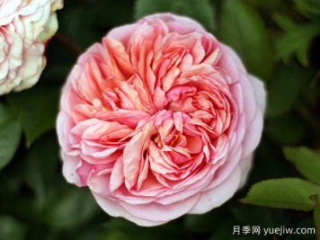 康沃尔公爵夫人月季