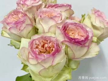 蝴蝶公主月季/索提亚月季