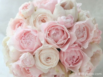 芳香之杯月季/樱月季/由香