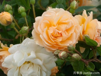 阿兹玛赫德月季/吉莱纳德费利贡德