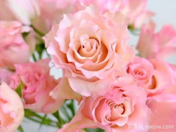 大富翁月季/草稿月季