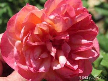 克莱蒙蒂娜月季/克莱门蒂娜