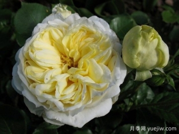 玛丽公主城堡月季