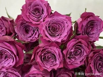 帕西欧月季/帕希欧