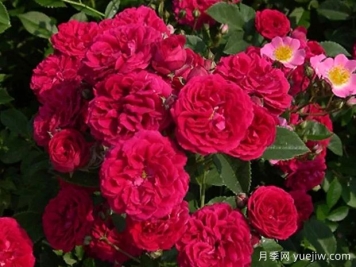 塞维蔡斯月季/切维蔡斯