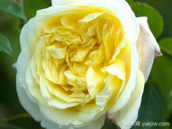 赛铃弗莱斯蒂月季