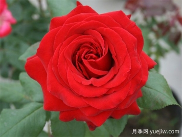 4个红色月季，漂亮喜庆勤花浓香