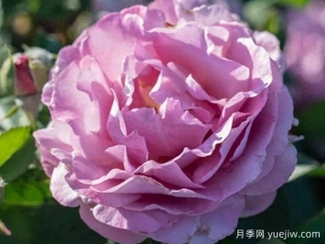 腮红薰衣草月季