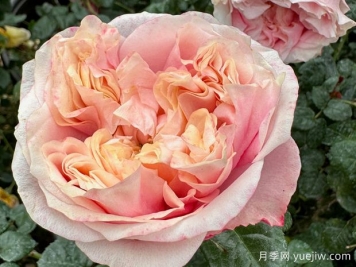 诺丁山月季/摘星奇缘