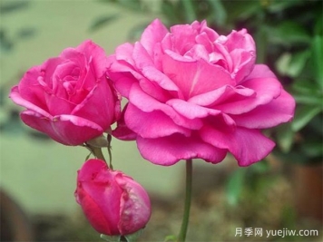 影响大花月季开花时间的因素哟哪些？