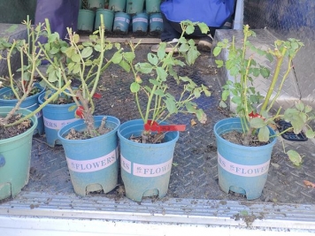 月季花怎样修剪才能保持健康和美观？