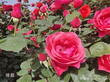 月季花开花季节有影响吗？