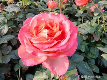 如何摘除月季枯花？