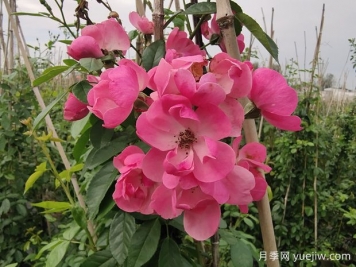 入冬后月季花怎么养？月季花如何才能开爆花？