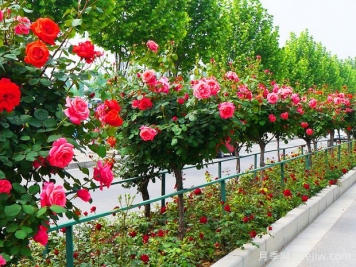 月季花为什么要种在城市绿化带？原来月季浑身都是宝！
