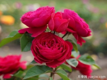 安德烈瑞欧月季