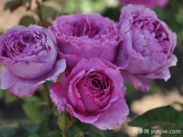 宠爱芳香月季/爱慕香水