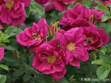 紫色极光月季/极光紫