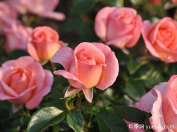 芳香时尚月季/香水时尚