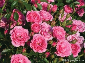 阿斯特瑞亚精灵月季/星夜女神精灵