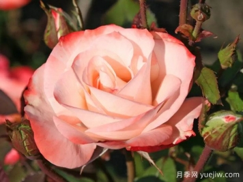 彩色飞溅月季/致友谊