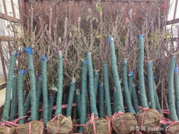 12月园林养护清单