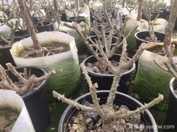 园林苗木休眠期病虫害防治植物