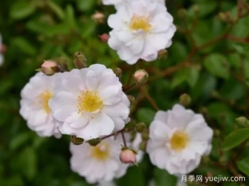 威塞克斯的吉莎月季