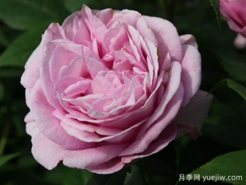 玛丽皇后月季/玛丽王后