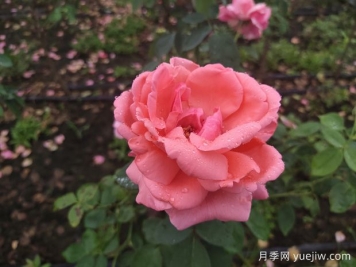 月季花养殖需要注意什么温度与湿度？