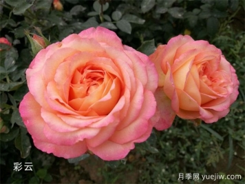 如何为大花月季营造适宜的生长环境？