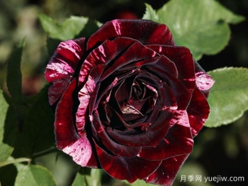 黑樱桃冰淇淋月季