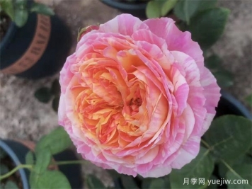 养月季，如何操作，才能花开不断