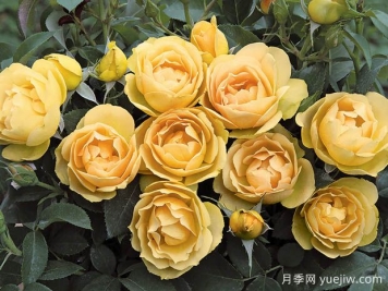 保罗佩杰罗尼月季/保罗月季