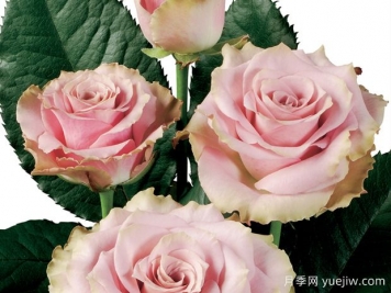 荷兰老人月季/老荷兰