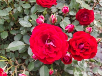 30种常见花卉养护大全