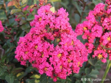 要想紫薇开花好，冬季修剪要认真做