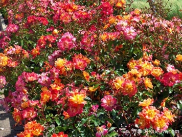 海报画月季(黄)