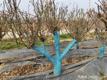 冬季园林植物修剪原则及注意事项有哪些