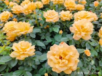 做好3件事，让月季花开花不停歇